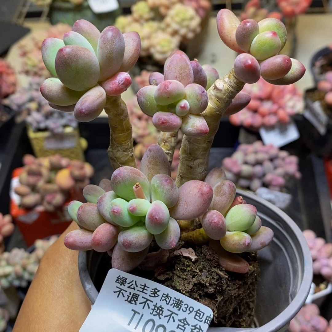 093苹果奶多肉6c m