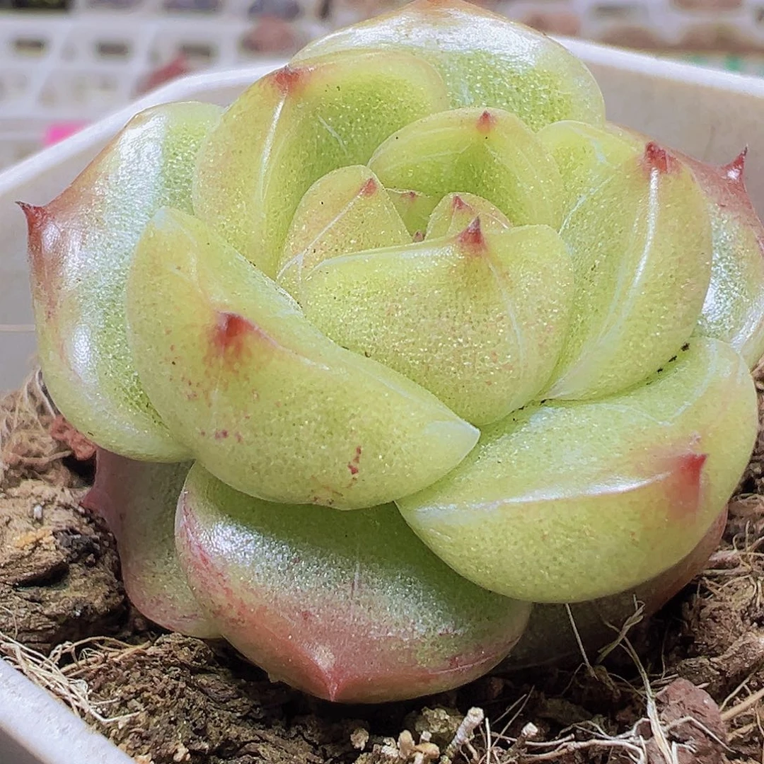 灯泡珍妮19包邮多肉