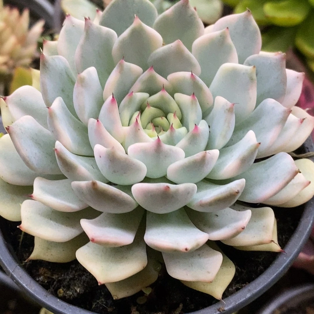 364爪子哈哈哈哈哈哈