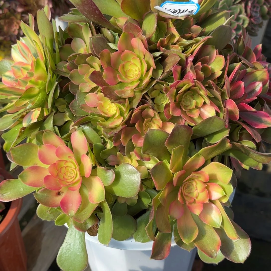 只***?花好月又圆2025117