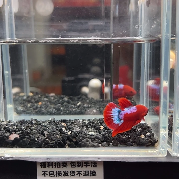 斗鱼一单包邮14日24