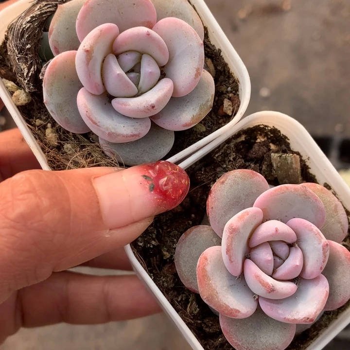 韩版 奶茶  （不满9.99发空盆冷地区不拍保温扣3.9多肉）