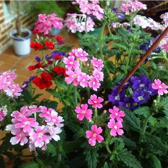 美女樱种籽子四季播种开花易活室内盆栽苗室外庭院植物花卉种孑