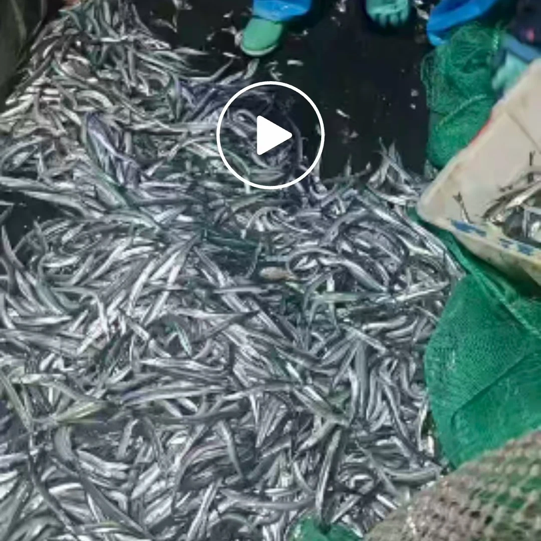 小棒鱼 大连秋天的第一口海鲜顺丰包邮