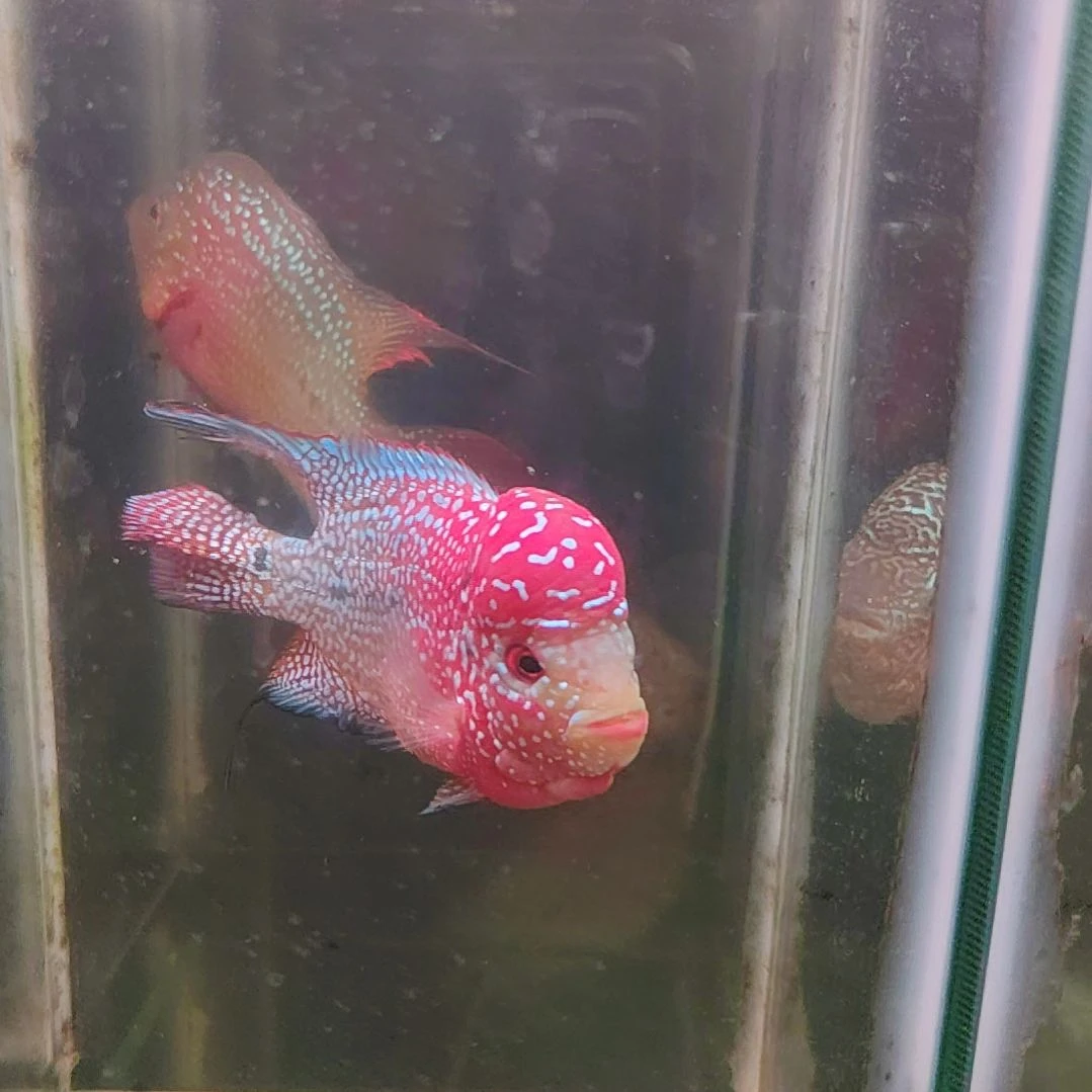 罗汉鱼2222222222222