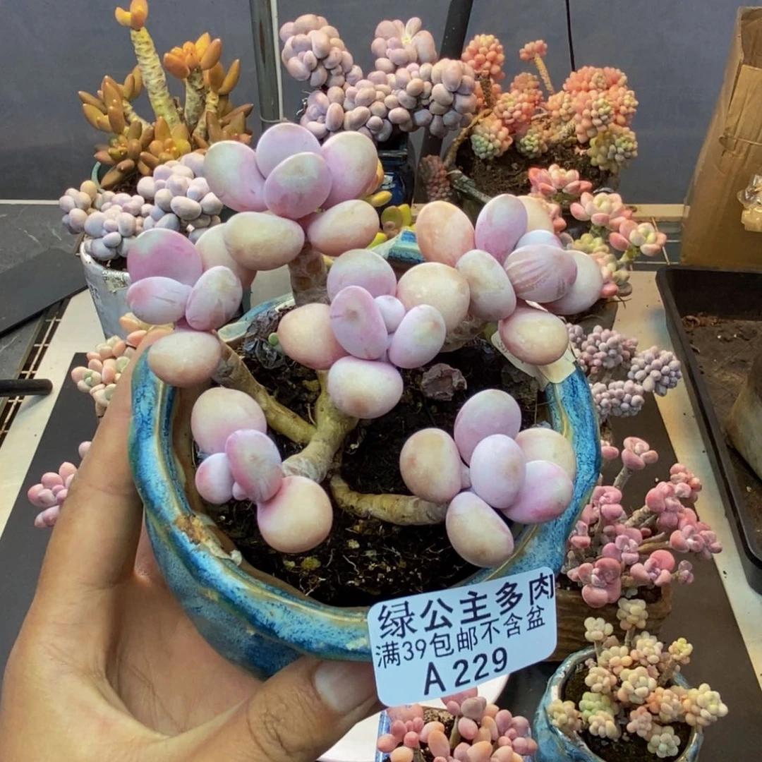 229糖果桃蛋多肉8cm