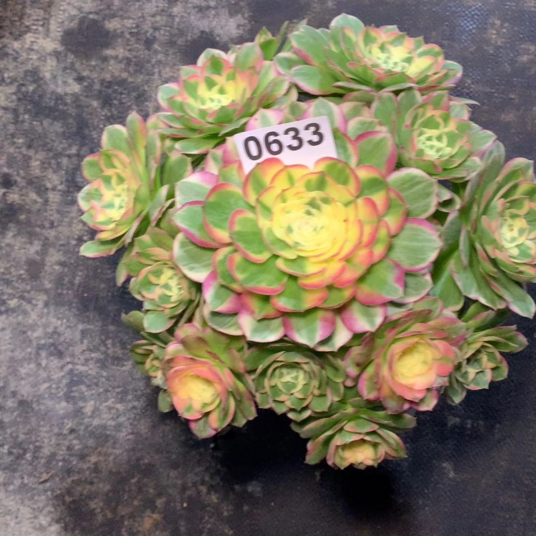海鲜633法师多肉植物66000000