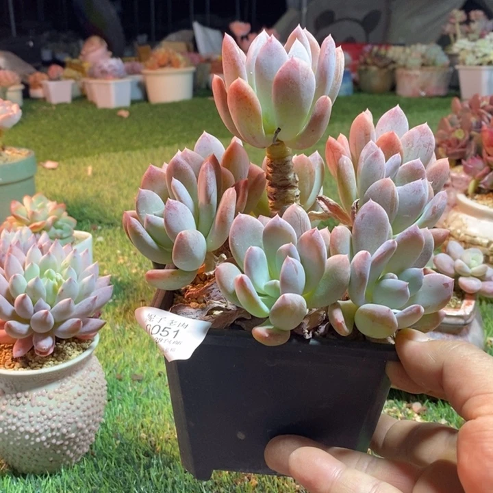 0051啊啊啊啊啊啊啊啊啊啊啊啊啊