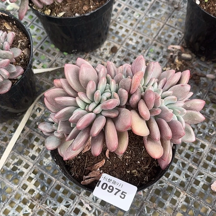 阿雅园艺。       975桃花源缀