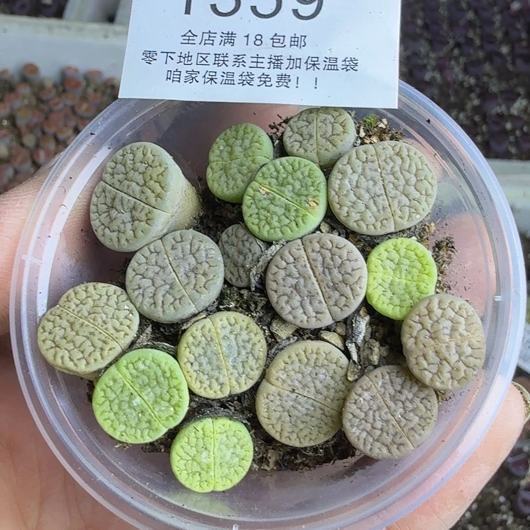 1359 哈哈哈哈哈哈哈哈