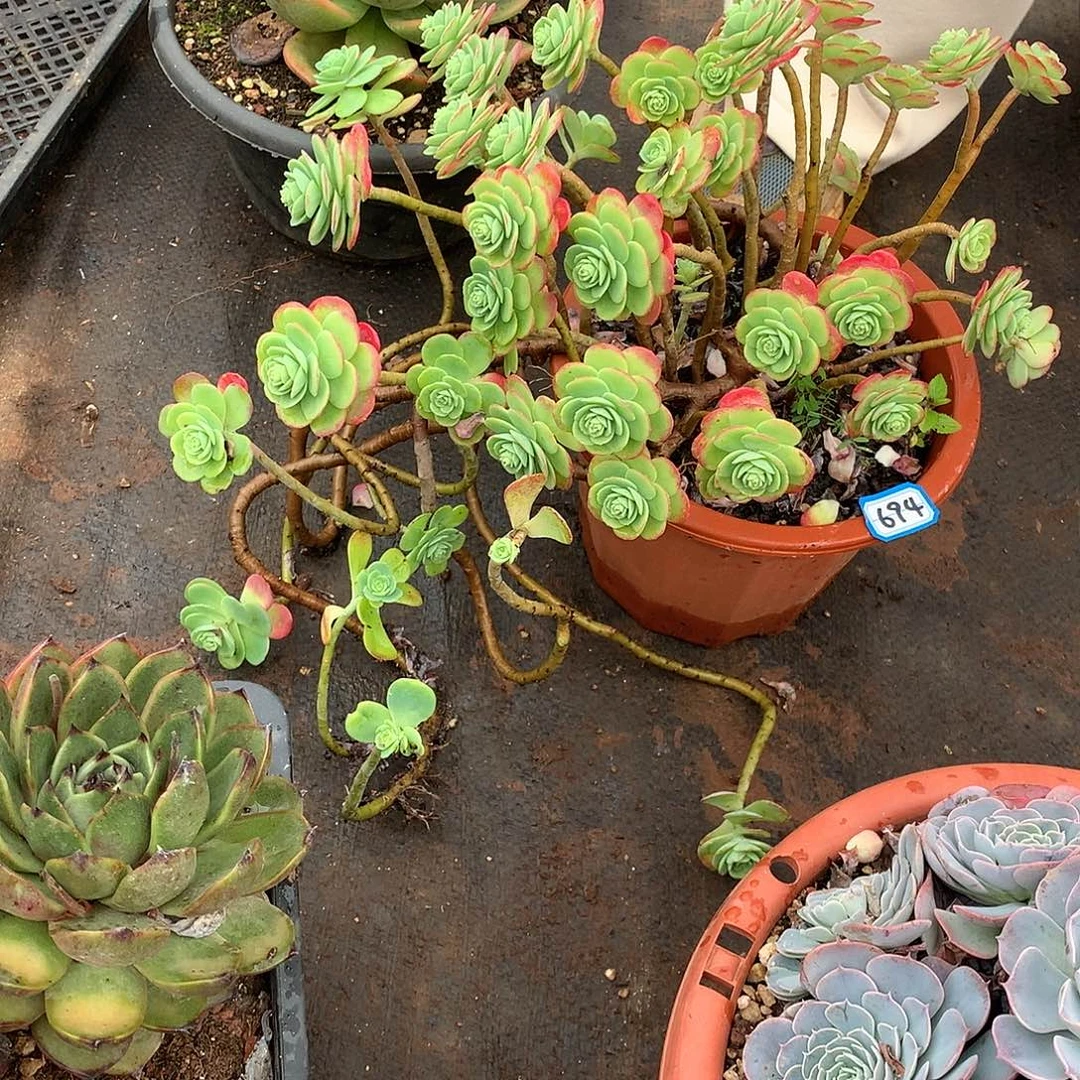 694薄化妆 一物一拍多肉