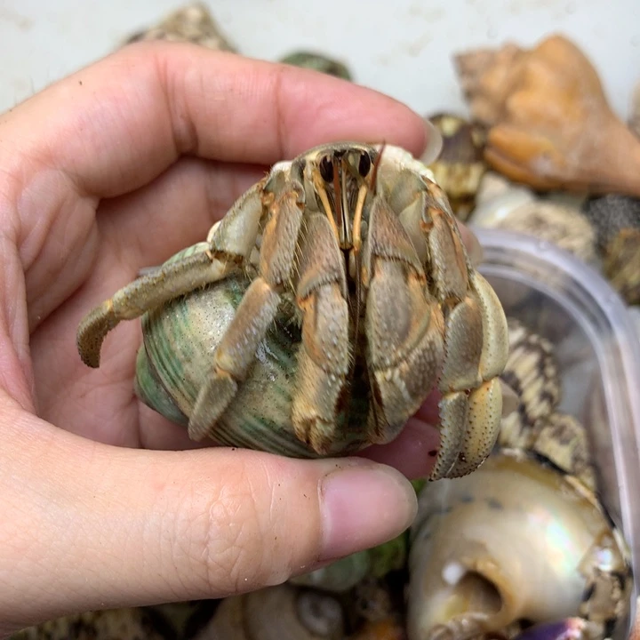 d42，灰白浅变色的一个