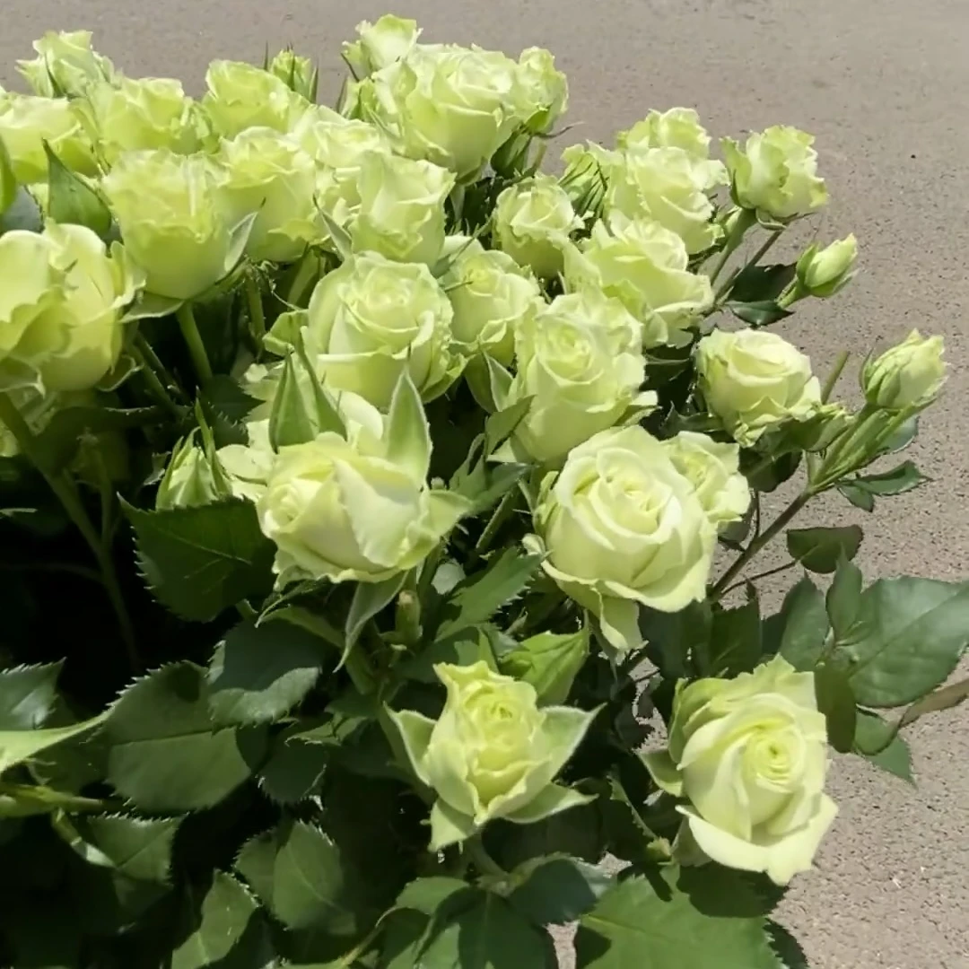 【A级繁星多头玫瑰】云南A级玫瑰70-75cm10枝室内水养昆明直发