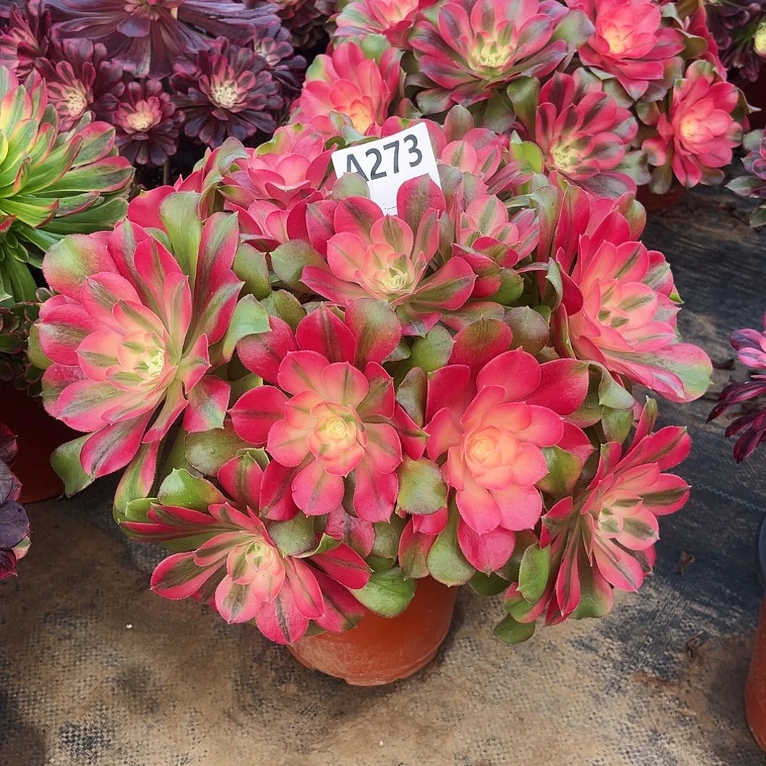 从林香妃273多肉植物