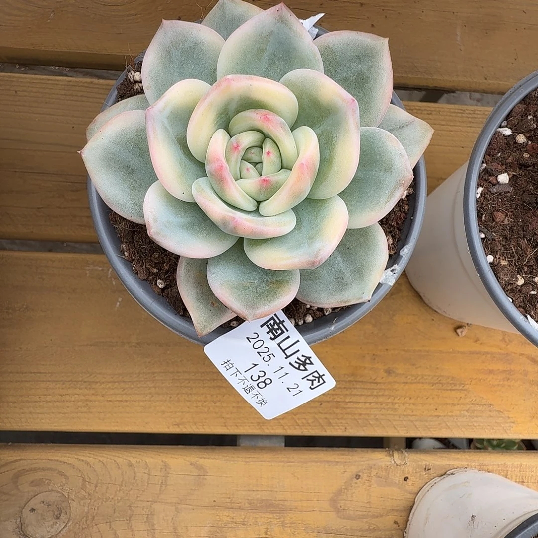 伊丽莎白锦111121-138