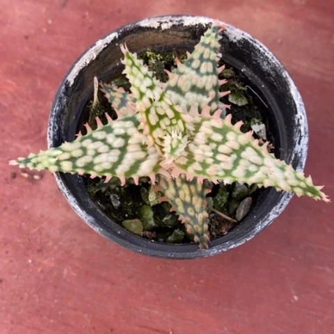 梅****)元宝芦荟6仙人球