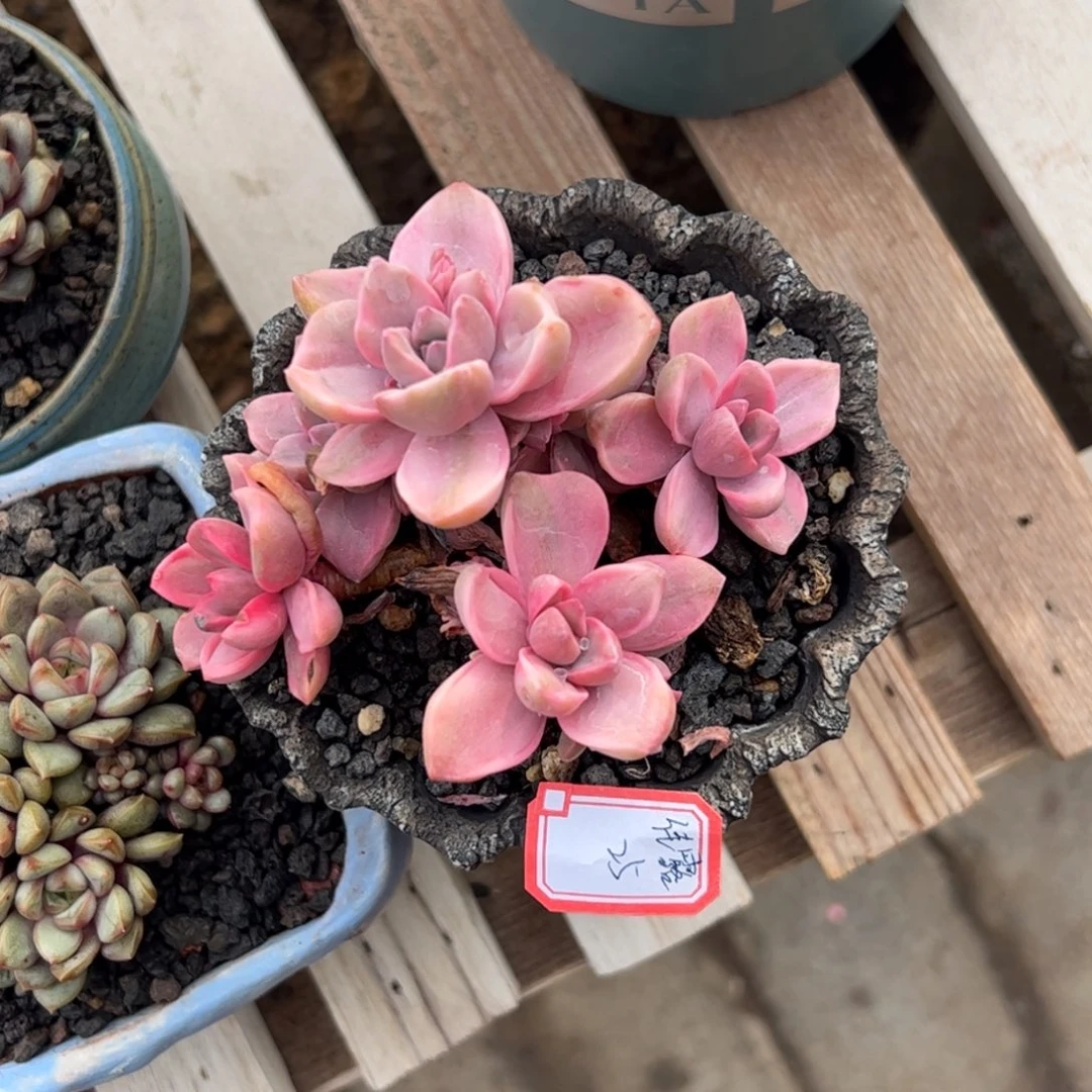 多肉植物多肉植物