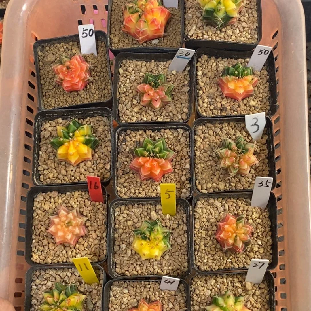 雨***虹小米哈——脱土发货