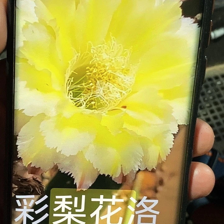 梨花落/侧芽歪20包邮/3公分左右