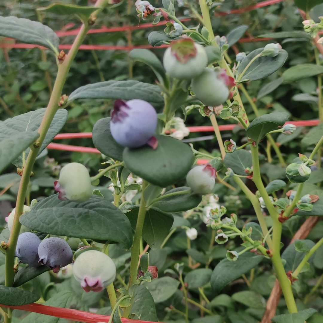 云南澄江抚仙湖花香蓝莓品种11蓝梅