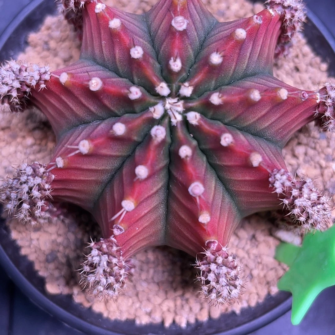 1-沙拉曼尼母本6.3厘米