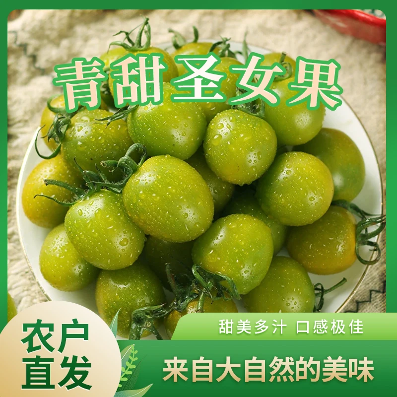 山东寿光直发现摘青甜小番茄皮薄多汁香甜自然小番茄圣女果