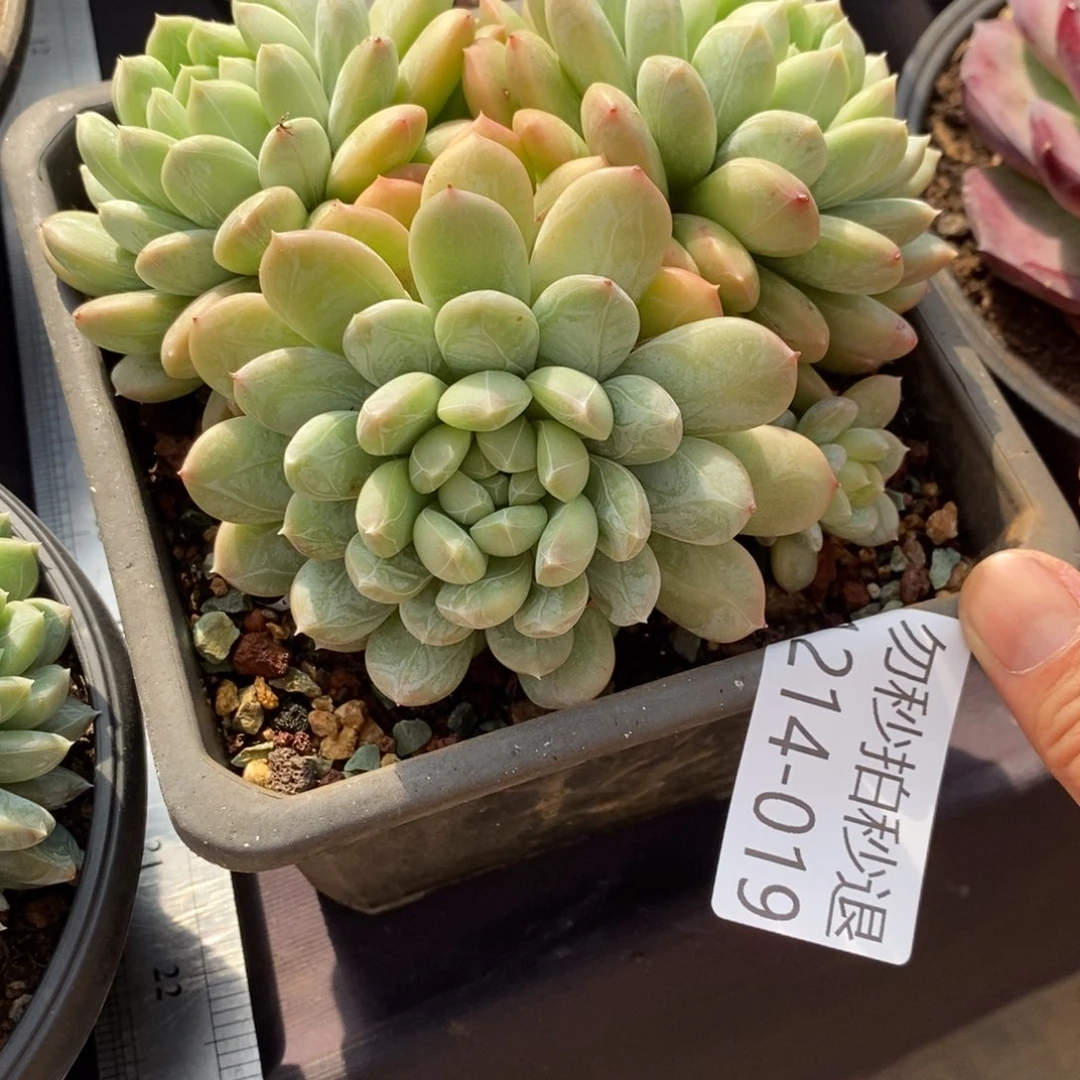 两单包邮1214-19百搭翡翠