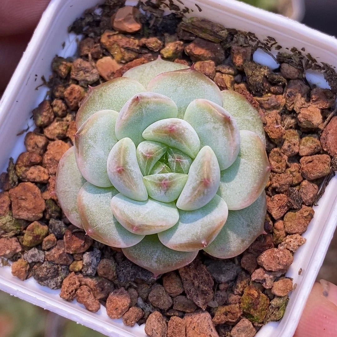 甜心30包邮非偏远