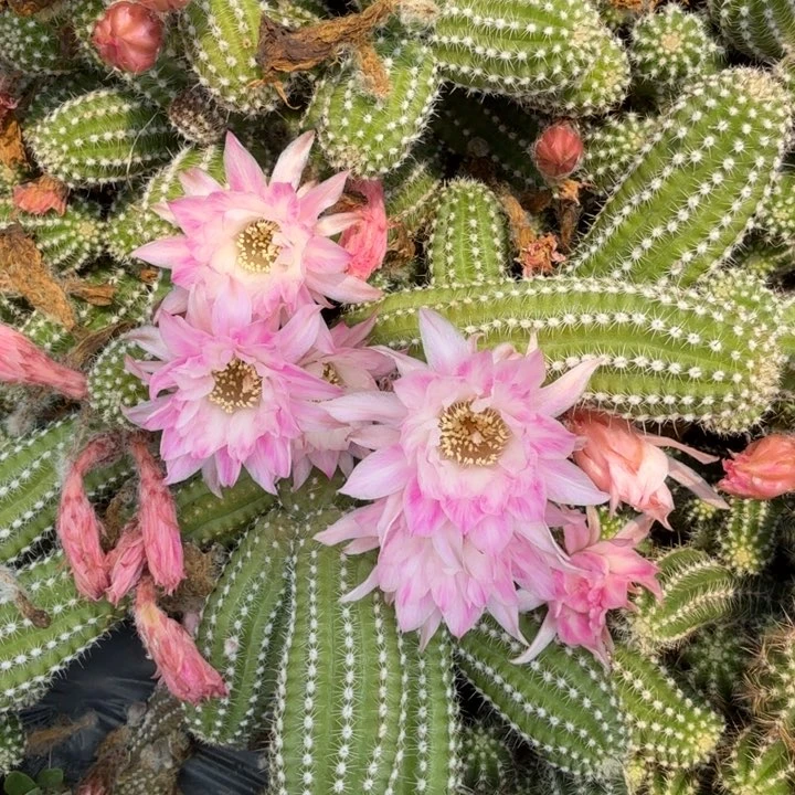 白檀仙人掌620侧芽一个