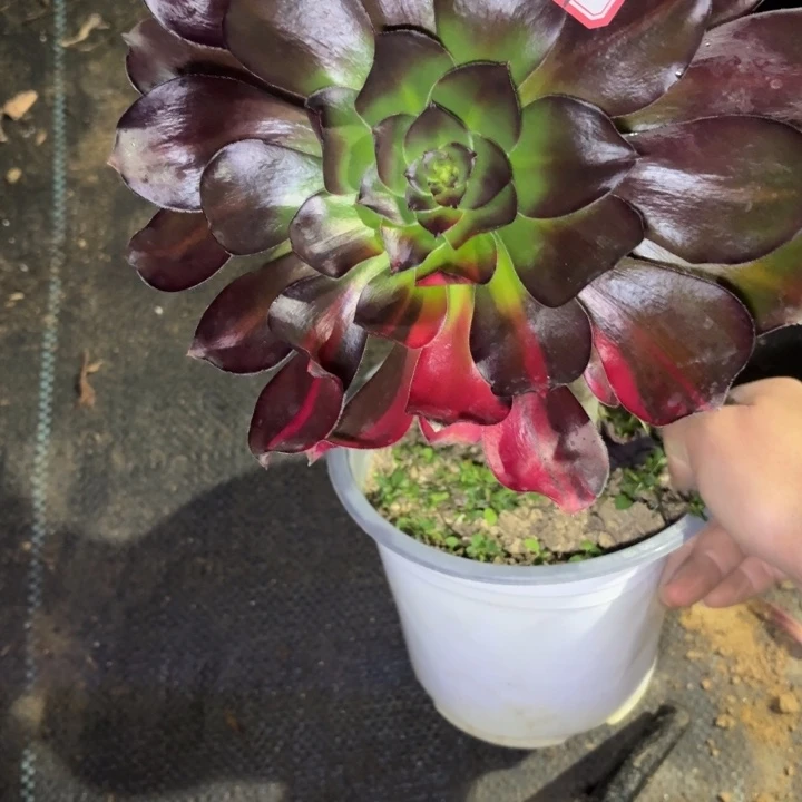 一物一拍歪头福利37