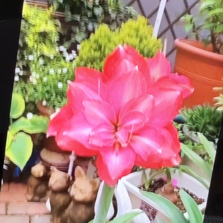 克瑞斯直径5厘米自然球开花规格