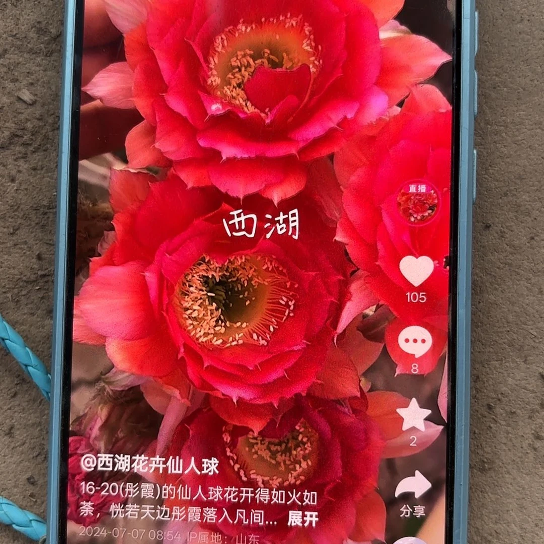 16-20无根侧牙四五公分