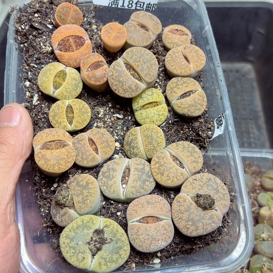 【闪购商品】 663。