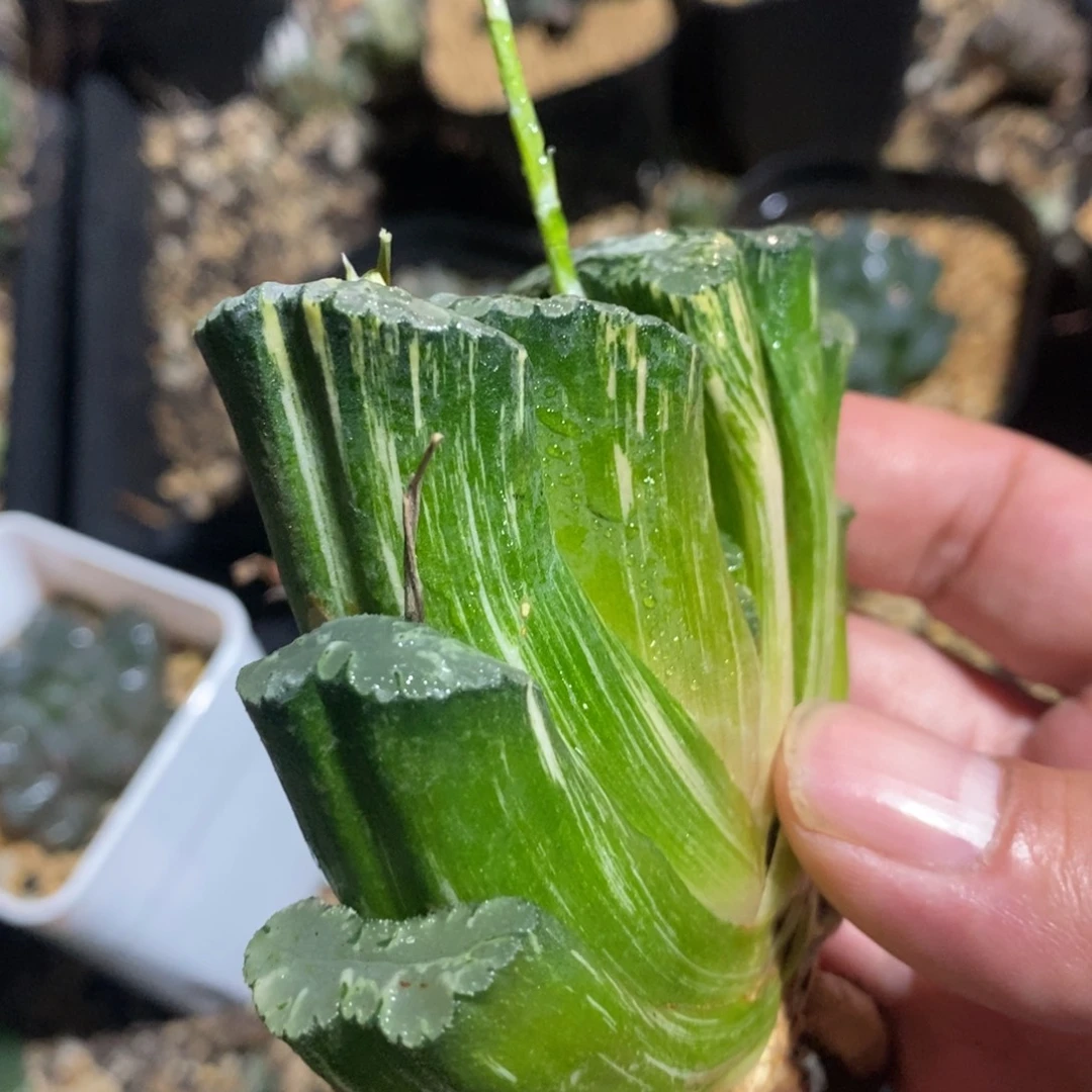 一颗大北斋玉扇锦