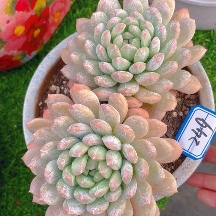 谢谢你的支持0000000249