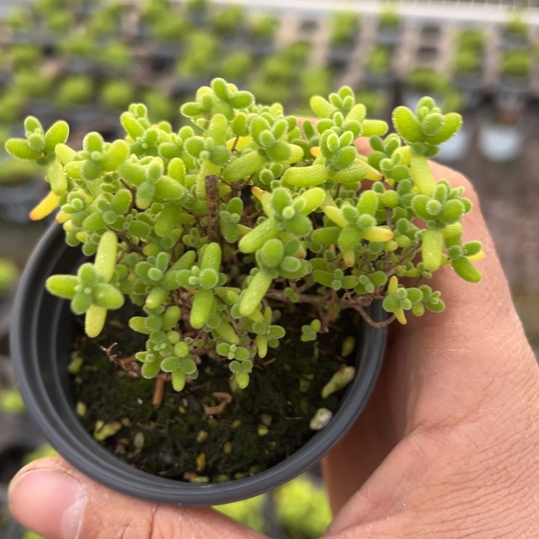 橘子糖90杯老桩福利