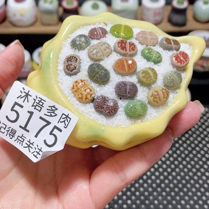 带盆土植物 一物一拍5175