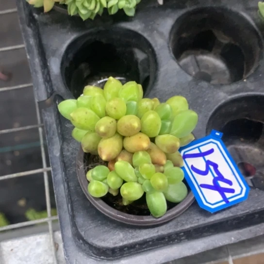 1***9一物一拍千代田缀话多肉154