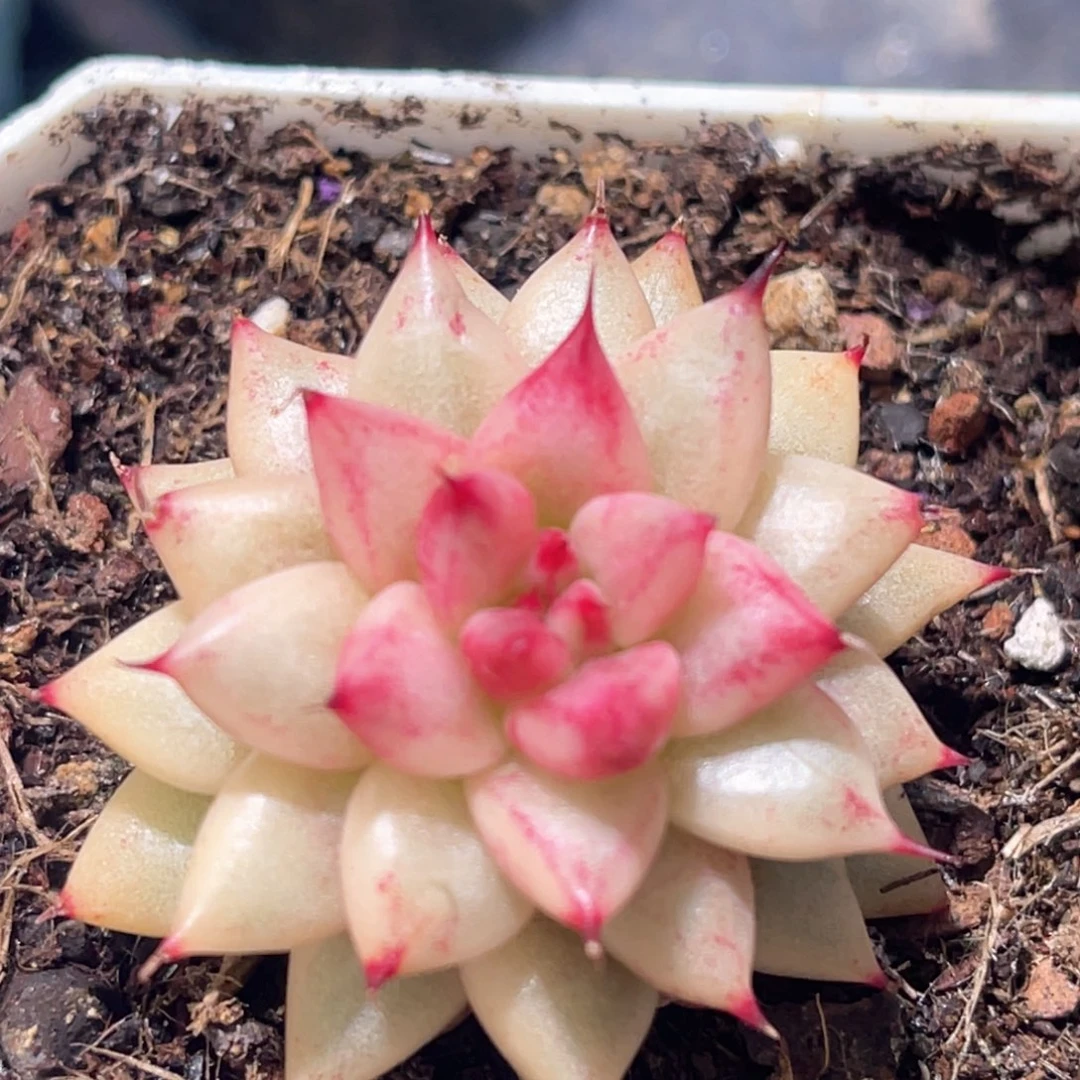 多肉特价款锦幽鬼锦