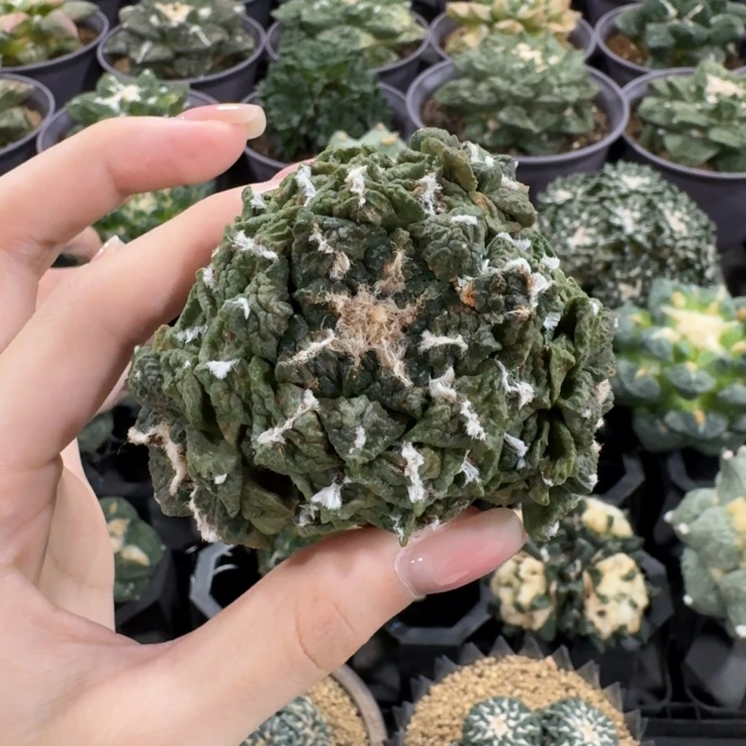 6.8cm龟甲连山群有根芽