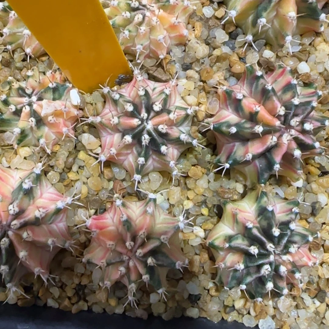 281-1228泰国发货多肉