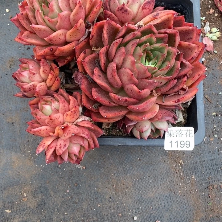 飞*精品多肉植物1199