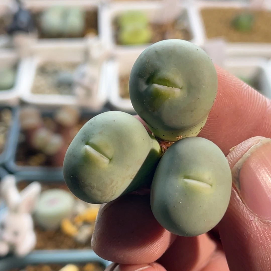玻尿酸大嘴嘟嘟嘴植物一物一拍