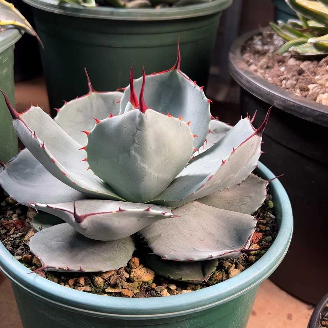 无花朵多肉植物福克斯龙舌兰