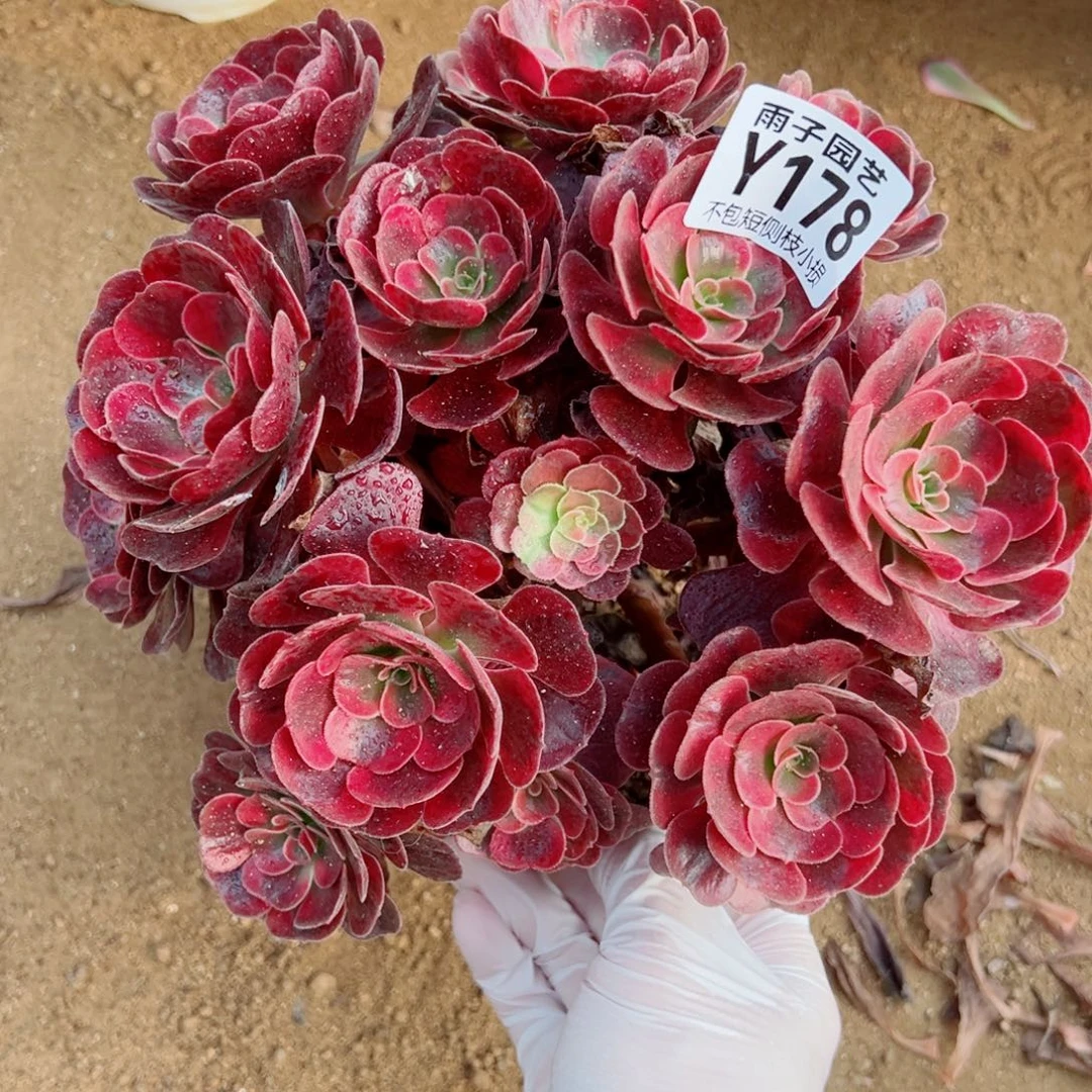 178爱神尺寸20左右