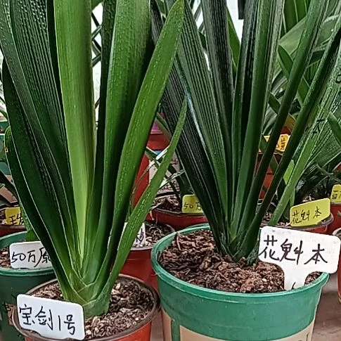 雄***鹰2颗0