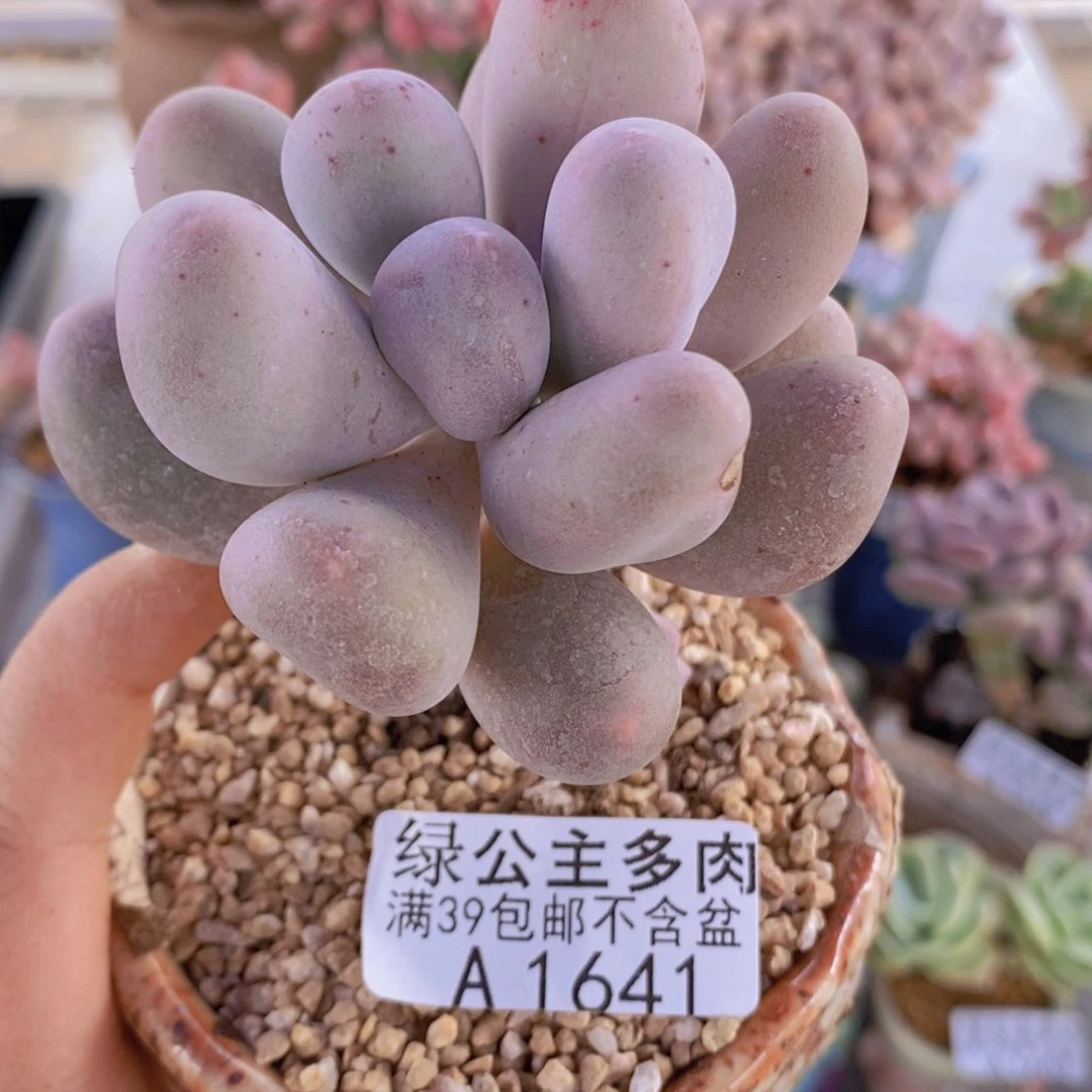 米可单头1641多肉植物