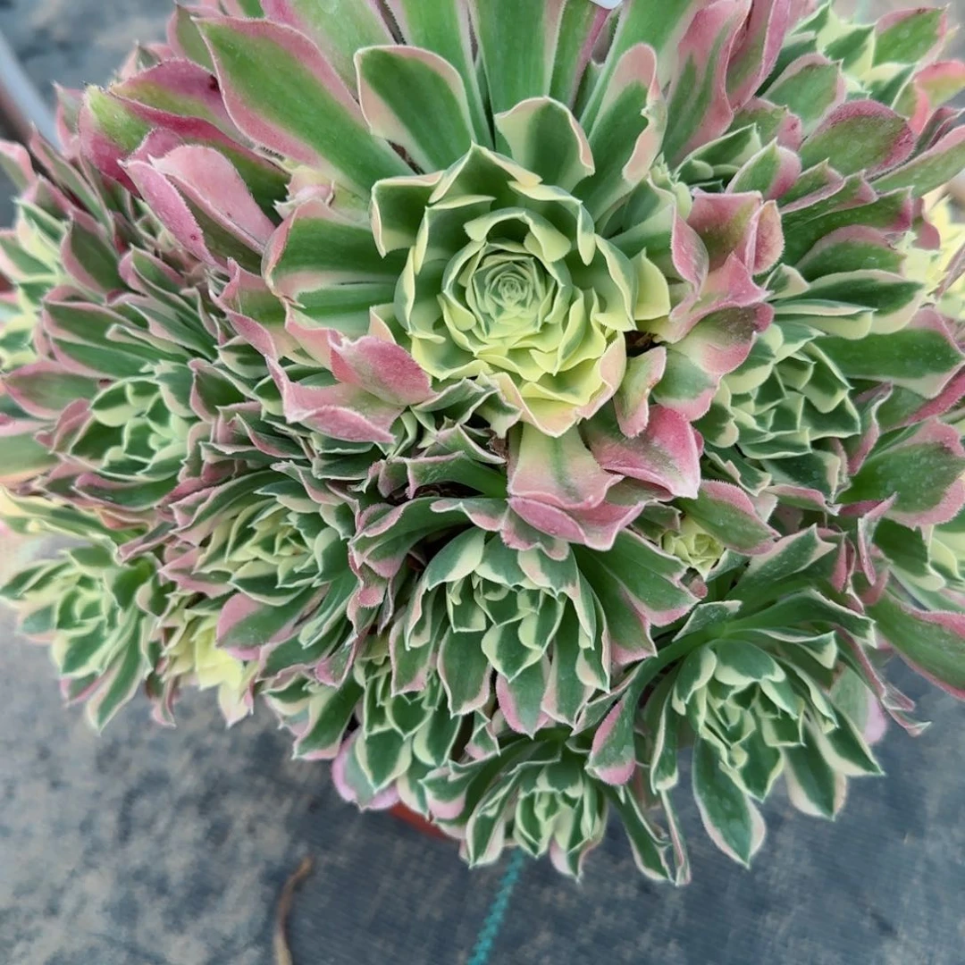 搞****！6835白凤多肉多肉