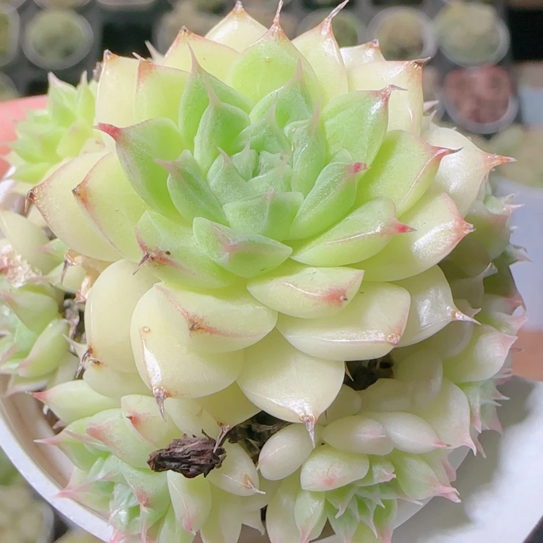 花语逸镜1110-186散