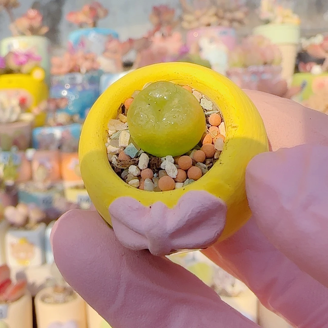 L 荧光的奔驰 盆口2cm